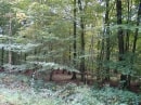 forêt de St Michel / d'Hirson